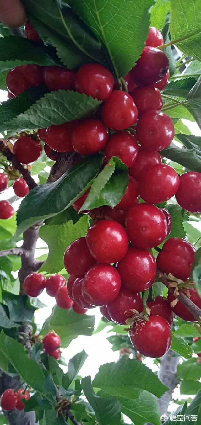 白鹿原樱桃(白鹿原樱桃谷)