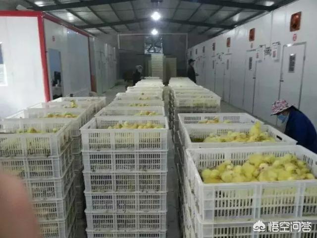 鸡球虫病有什么症状:小鸡得球虫病了，该吃什么药？
