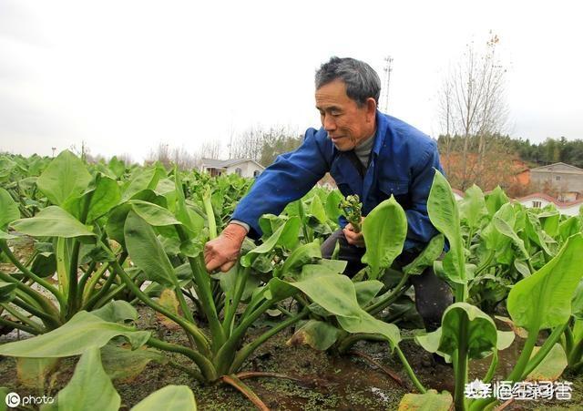 德国bunny草本兔粮官网:泽泻长在河边，根茎都带有毒素，却为何被农民当成心头肉？