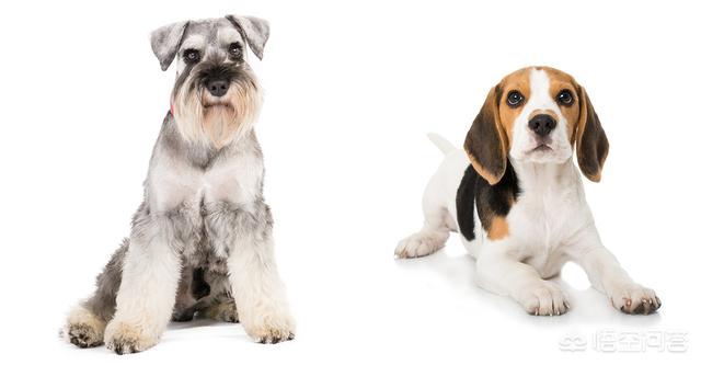 打算养一只狗狗,什么犬种比较好？