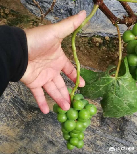 头条问答 葡萄花序不掐尖会怎样 6个回答