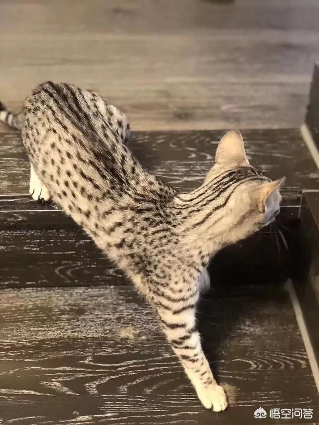 猫瘟:家里小猫猫瘟走了，要怎么消毒？