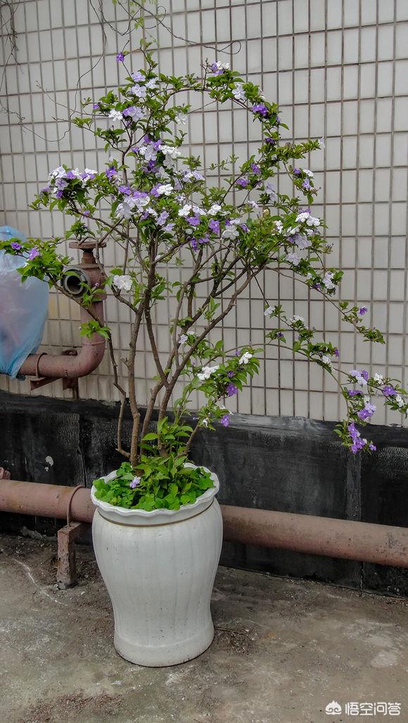 双色茉莉的水插方法:如何才能养好双色茉莉花？