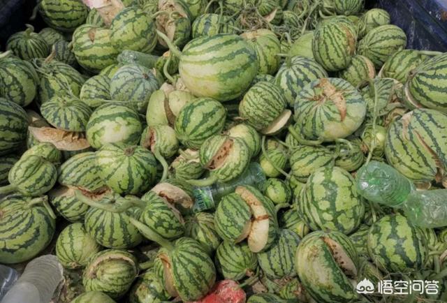 头条问答 - 西瓜裂果是由什么引起的?(8个回答)