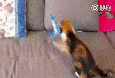 猫咪猎手:怎么从一窝猫咪中挑选出猫王？