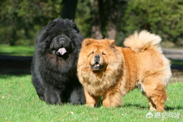 北方松狮吧:饲养松狮犬之前，应该要了解什么？