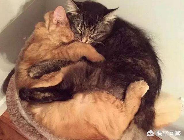 猫窝:请问大家怎样教小猫认自己的窝呢？