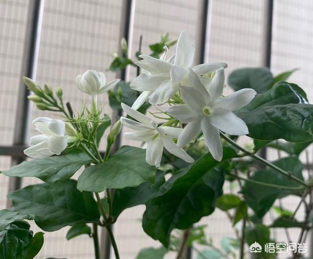 头条问答 哪些花能够开365天 书香庭院的玉痕的回答 0赞