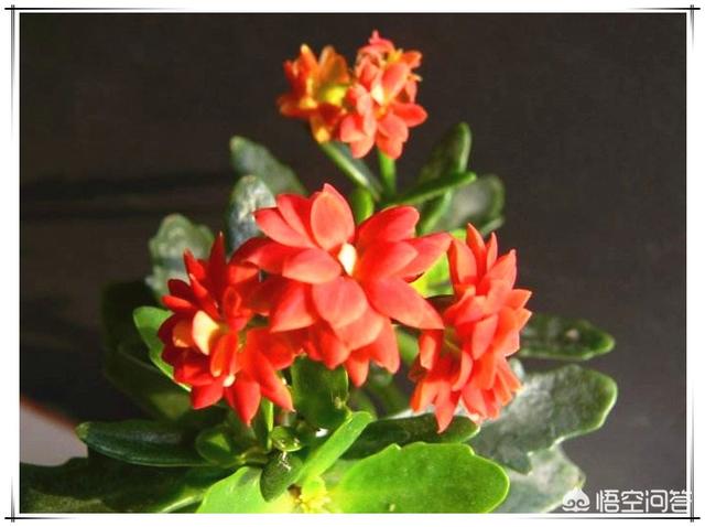 嫁接的假昙花好还是原生:叶仙嫁接蟹爪兰有休眠期吗？