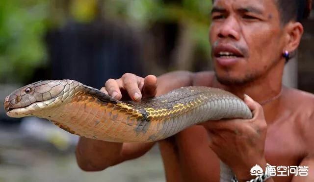 我曾经看过一个纪录片里面描述两只眼镜王蛇打架,他们一般都不会去