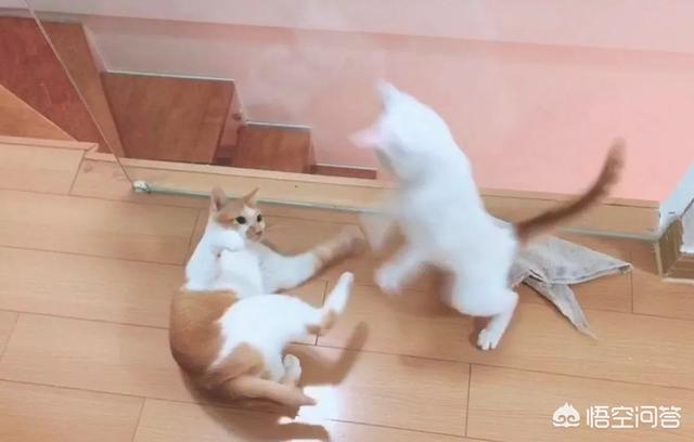 猫咪尿频尿急尿不尽用什么药:猫咪尿频尿少吃什么药合适 头条的朋友们我家猫咪这两天频繁去厕所还尿不出来应该吃什么药？