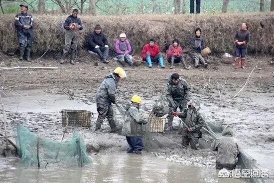 赖梵耘:水质好坏关乎鱼类生长发育，鱼塘水质该如何调节？