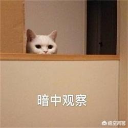 仙女猫图片大全:什么品种的猫最温顺？最可爱？