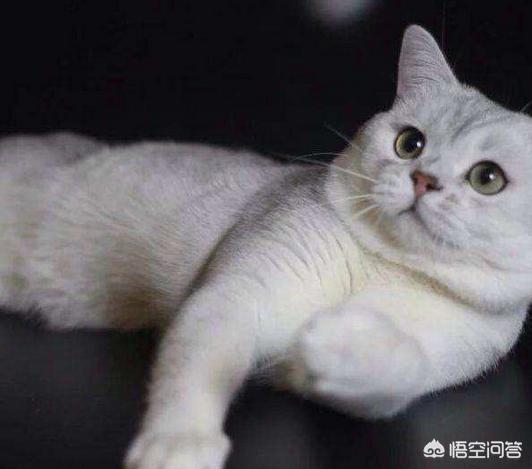 银渐层腿上有鱼骨斑:银渐层猫癣能治好么，银渐层猫癣在家就能治好吗？