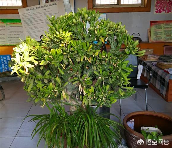 麒麟掌图片:麒麟掌的养殖方法是什么？