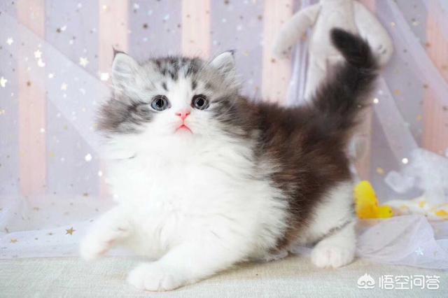 天猫玛氏宠物官方旗舰店:外卖平台，商家的销量是否真实可信？