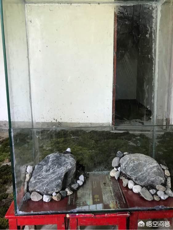 生态鱼缸制作:做个雨林缸多少钱?如何设计一个喜欢的雨林缸款式?