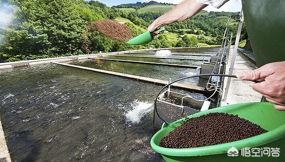 河虾养殖:现在上海菜市场供应的河鱼河虾在养殖时放激素吗？