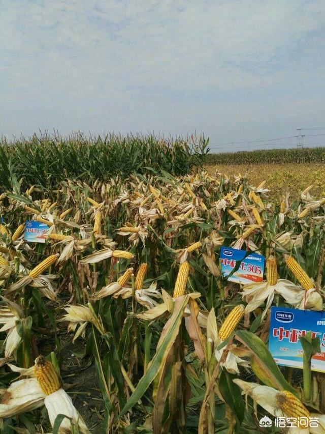 墨绿色的玉是什么品种,中科玉505玉米品种怎么样？