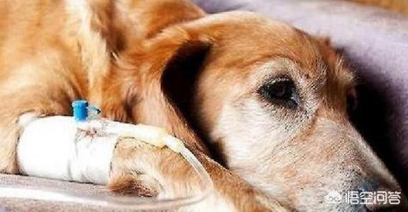 gou gou:对于狗狗来说一生最重要的是什么东西？