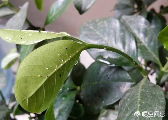 头条问答 - 栀子花蚜虫怎么治?(4个回答)