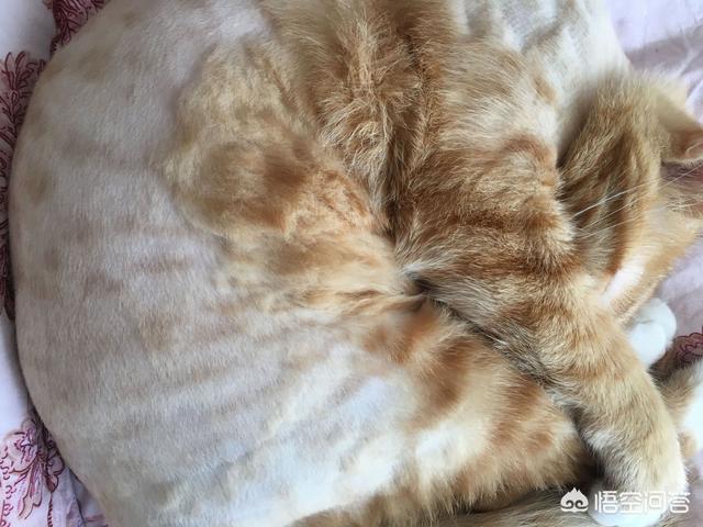猫咪爱牛奶攻略:猫咪爱牛奶游戏 猫换了新环境不吃不喝怎么办？