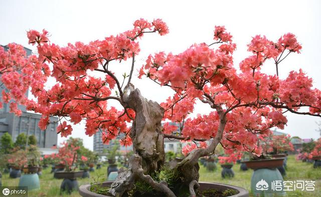 盆栽杜鹃花夏天怎么养:盆栽杜鹃花夏天怎么养? 杜鹃花花色鲜艳，花朵繁茂非常漂亮，夏季该如何养护杜鹃花？