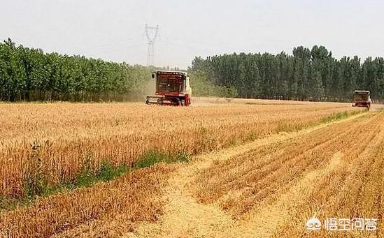 小麦就要收割了，农村哪些开联合收割机帮人收割小麦，一天能挣多少钱？