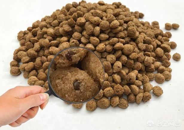 hashiqi壁纸:哈士奇呕吐的原因有哪些？怎么办？