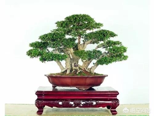 盆景五大流派:做盆栽的话，需要什么样的技术？