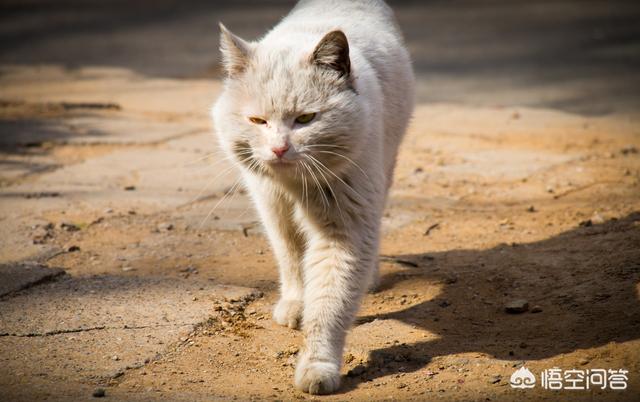 有土猫养发腮的吗？