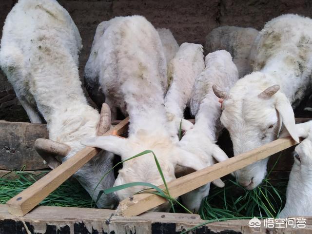 家庭养殖业:家庭养殖业什么最赚钱 我是一个农民，家里困难想办个小型养猪场，可是没有资金怎么办？