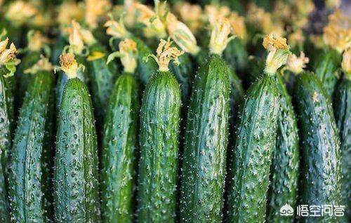 头条问答 - 如果你知道黄瓜和丝瓜打过避孕药的,你还会去买着吃吗?