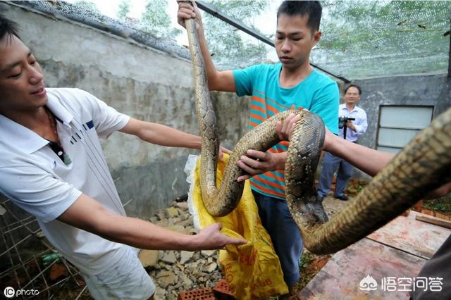 青环海蛇蛇毒组份研究:什么东西能引起毒蛇暴躁咬人？