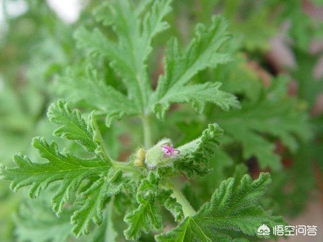 驱蚊草香叶天竺葵:最好的家养驱蚊植物花是什么？