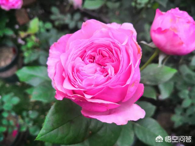 家养月季花栽培:月季花可以无土栽培吗？如何做？