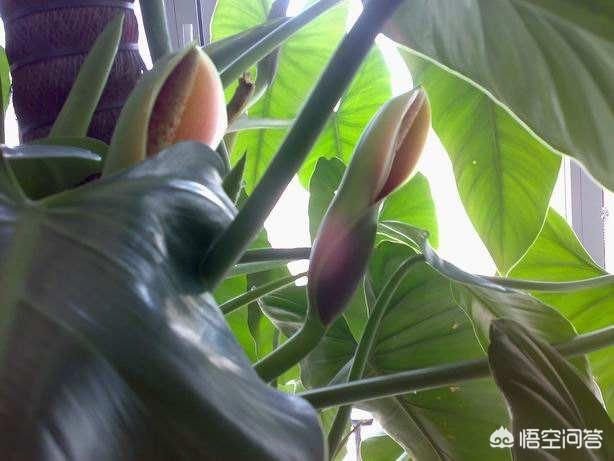 尸香魔芋花:绿箩开花很漂亮，养多长时间能开花