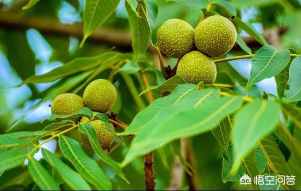 头条问答 核桃树要多大才能结果 走出农村的娃的回答 0赞