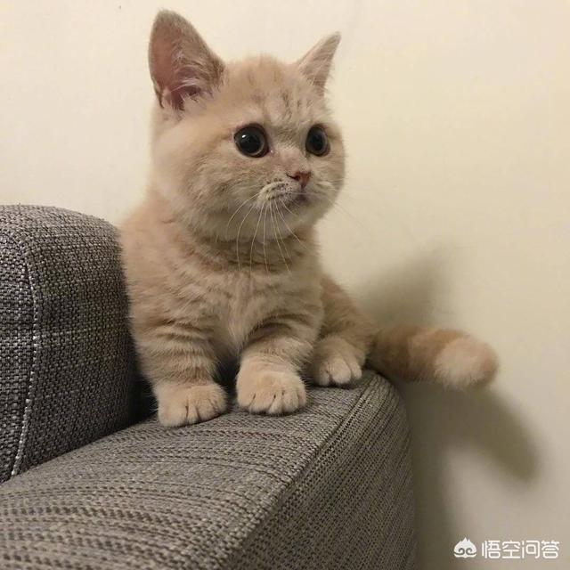 喵星人指甲劈开会不会很痛，给小猫的手指甲和脚指甲剪掉，小猫会怎样