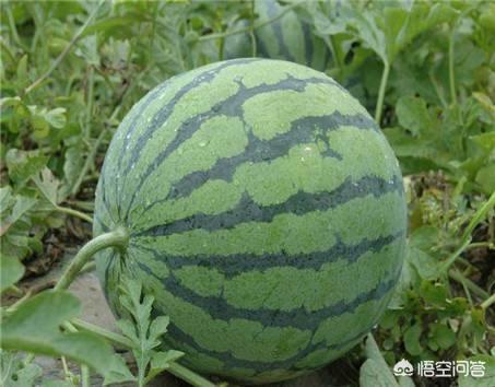 西瓜蚜虫怎么防治:栽培西瓜怎样防治小地老虎、瓜蚜和黄守瓜等病虫害？