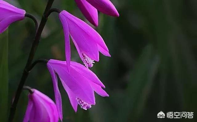 小白芨图片的功效与作用:白芨在中国画中的作用是什么？