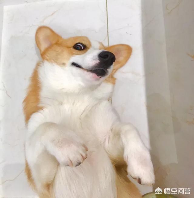 萌狗狗可爱的旳图片:柯基犬，一只宛如精灵般的宠物犬！说说你爱上它的理由？