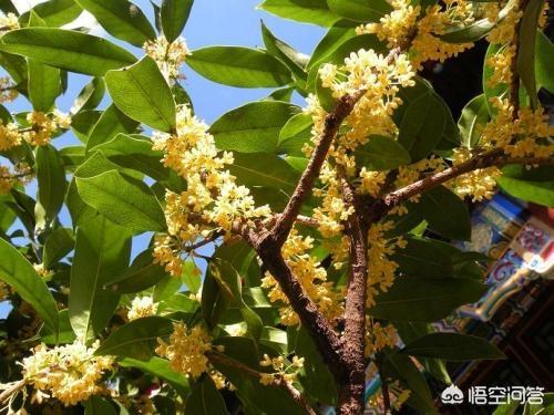 桂花树种子:为什么有的桂花树会结果？有的又不会？结的果有没有什么价值？