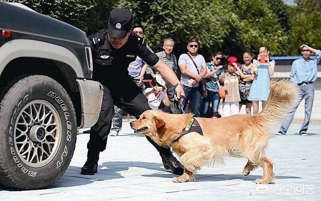 缉毒犬:嗅探蜜蜂可以代替缉毒犬吗？