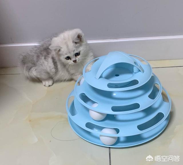 小花猫喵喵叫:新养的小猫刚拿回家，一直不停的喵喵叫，该怎么办？