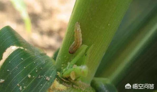 甲胺基阿维菌素苯甲酸盐:甲氨基阿维菌素苯甲酸盐人吃了会怎么样 甲维盐能防治水稻螟虫吗？