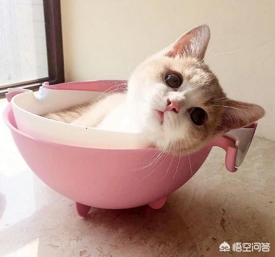 包子脸猫:猫小时候包子脸长大会变不？ 包子脸猫咪是什么品种