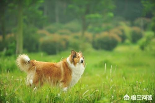 阿尔萨斯牧羊犬图片:牧羊犬关节炎走路会痛，怎么处理才行？
