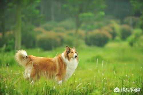 牧羊犬在线论坛删除:牧羊犬关节炎走路会痛，怎么处理才行？