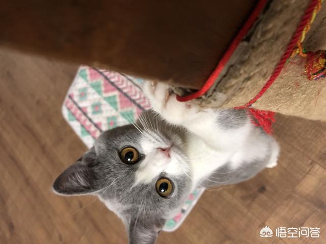 猫咪爱牛奶攻略:一个半月的猫咪喝纯牛奶还是喝酸奶好？